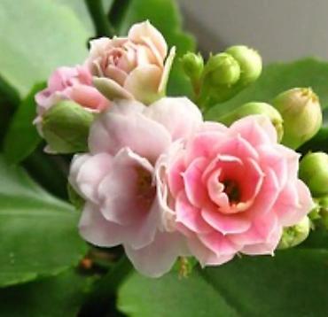 Другие товары для дома и сада: Продаю диффенбахии. Диффенбахия чистит воздух, помогая удалять из — 21