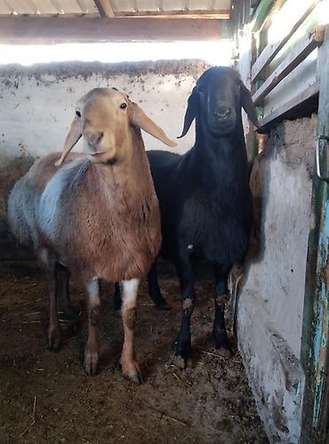 Баран, овца: Продаю | Баран (самец) | Для разведения | Племенные — 3