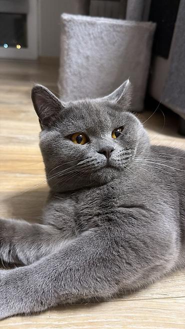 неделю: 🐾 Шотландские котята ищут любящих хозяев! 🐾 Малышам сейчас всего 2 — 9