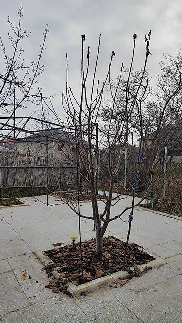 Həyət evləri və villaların satışı: 8 otaq, 172 kv. m, Orta təmir -da lalafo.az — 19 Həyət evləri və villaların satışı: 8 otaq, 172 kv. m, Orta təmir — 19