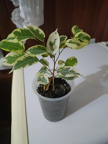 Фикусы: Комнатные растения — коллекция укоренённых саженцев и деток - Фикусы — 25