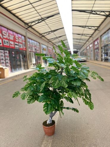 Süni güllər: Daxili və xarici məkanlar üçün nəzərdə tutulmuş süni dekorativ ağac -da lalafo.az — 6 Süni güllər: Daxili və xarici məkanlar üçün nəzərdə tutulmuş süni dekorativ ağac — 6