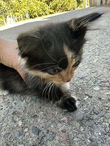 Отдам даром кошку: Котята с ярким окрасом - Порода: домашние короткошёрстные - Окрас — 2