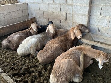 дом животные: Продаю | Овца (самка) | На забой