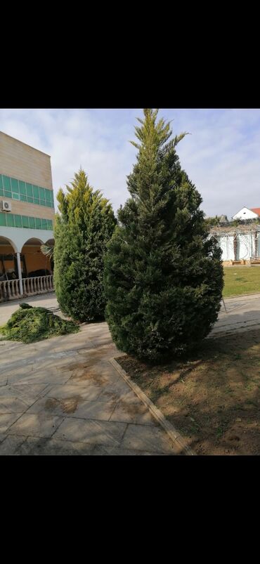 Bağbanlar: Bağban, 44 yaş, 5 ildən artıq təcrübə — 15