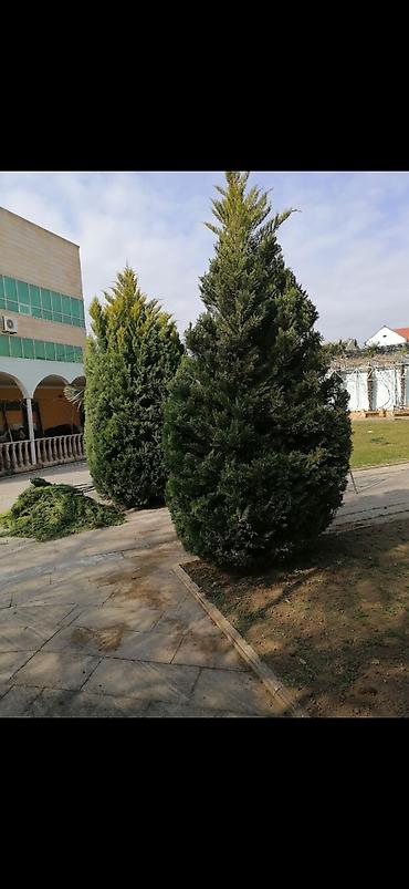 bag evlerinde is: Bağban, 44 yaş, 5 ildən artıq təcrübə — 8