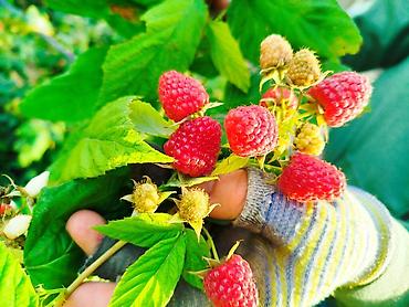 Малина: Малина Оптом — 4