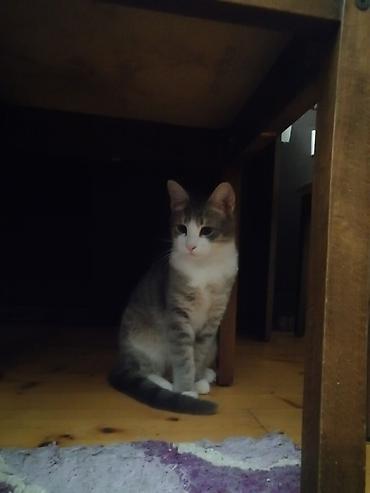 Pişiklər: Şotland yastı qulaq, Erkək, Yaxşı əllərə, Ünvandan götürmə — 20