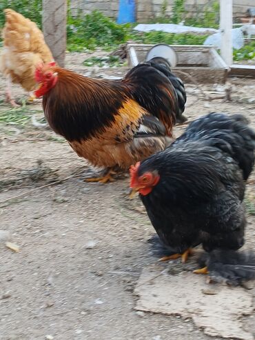 kend toyuqlari satisi: Toyuq, Damazlıq, Ünvandan götürmə, Ödənişli çatdırılma