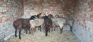 Продам с/х животных: Продаю | Овца (самка) | Для разведения | Ярка — 2