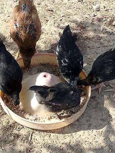 pulsuz itler verilir: CÜCƏLƏRİ SATIRAM.22DƏNƏDİ,SAP+SAĞLAM CÜCƏLƏRDİ!!! HAMISI BİR YERDƏ