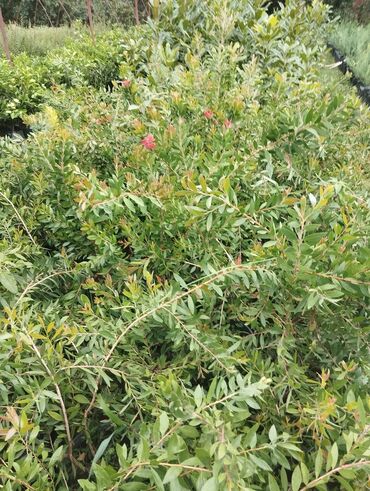 hamam üçün şüşə arakəsmələr: 4 Fəsil. Callistemon. Şüşə fırçası bitkisi (Callistemon) parlaq