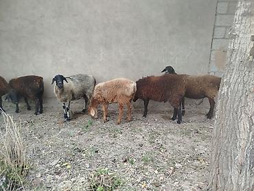 бараны романовский: Продаю | Овца (самка) | Полукровка | Для разведения — 1