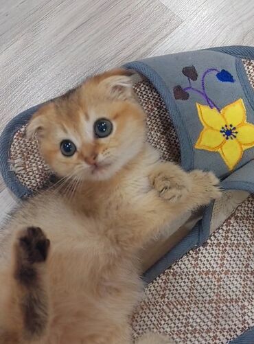 Pişiklər: Şotland, Erkək, Dişi, Yaxşı əllərə, Ünvandan götürmə — 1