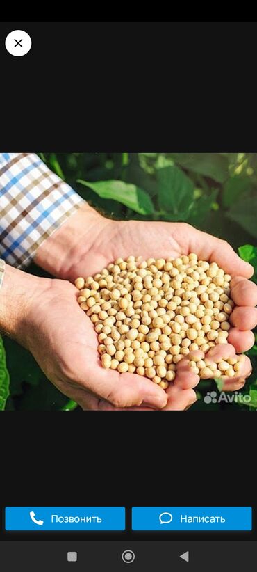 арпа семена: Семена и саженцы Ячменя, Бесплатная доставка