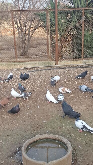 Göyərçinlər: Satılır — 3