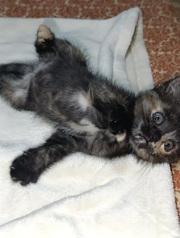 котенок отдам даром: Кошка даром: Беспородная, 1 месяц, Девочка, Приучена к лотку — 2