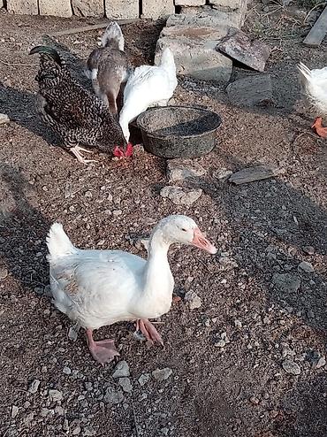 bildircin satilik: Erkək, Ətlik, Ünvandan götürmə — 4