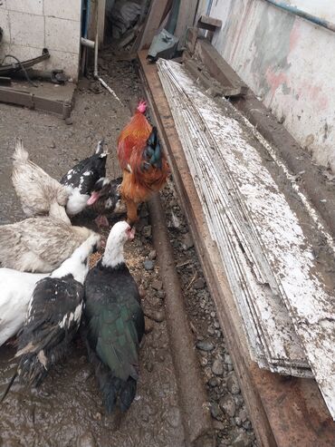 Ördəklər: Erkək, | Lal ördək, Ətlik — 2