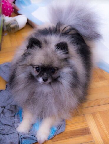 купить тайского котенка: Шпиц, С прививками, Самовывоз