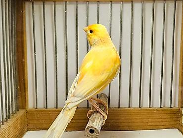 bulbul satılır: Kanareyka- bulbul. cinsi erkek. oxuyur. satisda bundan basqa — 1
