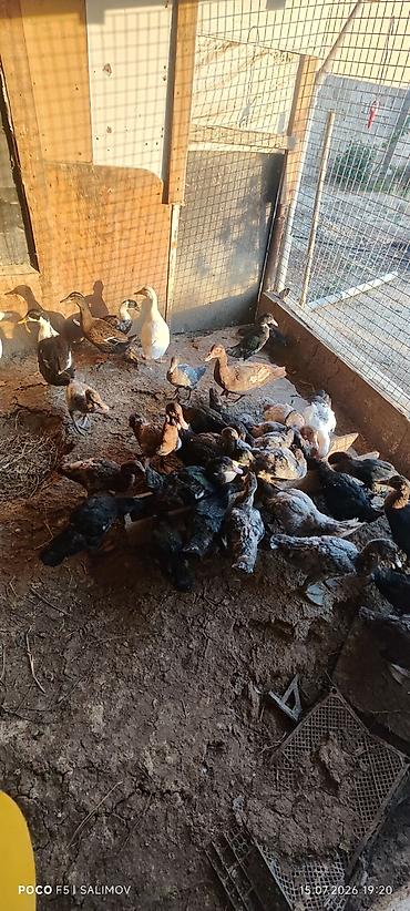 pavlin goyercin satisi: Lal ordek balalri 2 ay yarimliq 20 eded hamisini goturene endirim — 3