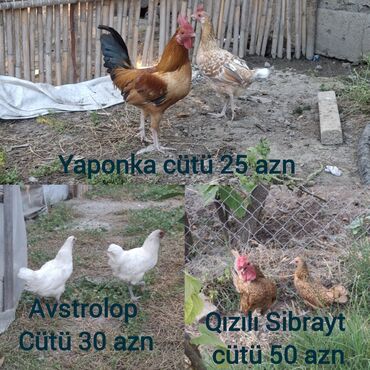 Коровы, быки: Курица, Adler, Australop, Breese, Для разведения, Самовывоз, Бесплатная доставка, Платная доставка