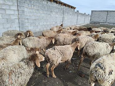 Баран, овца: Продаю | Овца (самка) | Для разведения | Матка — 10