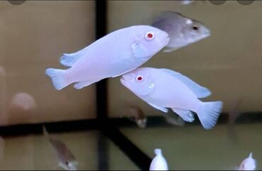 akvaryum balığı: Ag pindani baligi. Malavi golunun baligidi. Olcu 4 sm . Tam saglam