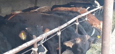 Коровы, быки: Продаю | Бык (самец) | На откорм, Для разведения