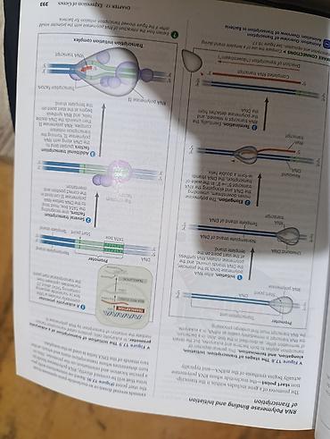 real gitara: Biologiya olimpiadalarına (RBO/BBO), SAT Biology, tibb və ya biologiya — 2