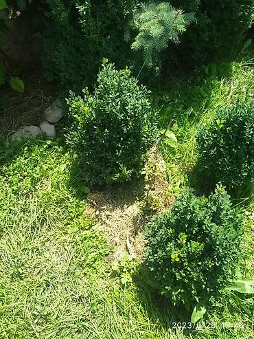 Семена и саженцы: От 20 см до 2 метров Самшит (Buxus sempervirens) — вечнозелёные — 3