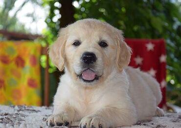 Stəkanlar: Retriever, 3 ay, Peyvəndli, Ünvandan götürmə