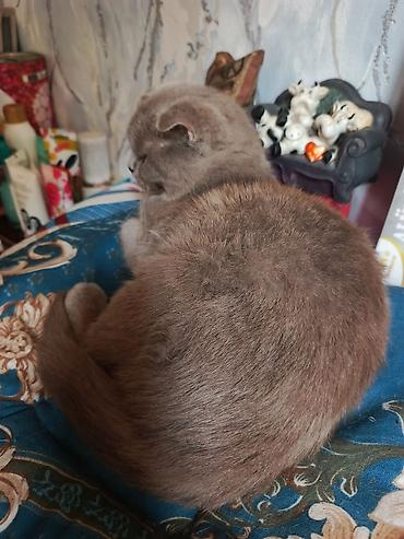 Pişiklər: Şotland — 1