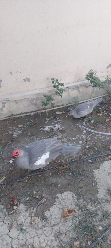 Ördəklər: Lavada ordeyleri satılır temiz qadilar — 12