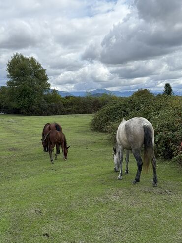 Torpaq sahələrinin satışı: 23 sot, Tikinti, Mülkiyyətçi, Kupça (Çıxarış) -da lalafo.az — 9 Torpaq sahələrinin satışı: 23 sot, Tikinti, Mülkiyyətçi, Kupça (Çıxarış) — 9