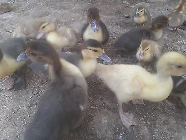 col ordəkləri: 16 dene 2 hefdelik 6 manat. 7 dene bir hefdelik 4 man. 055 880. 85 — 5