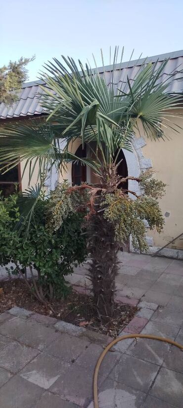 Tinglər: 3 eded Palma agaclari. Pirshagida. Qiymet adekvat razilashma yolu ile