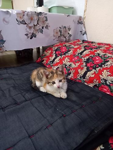 Отдам даром кошку: Кошка даром: Беспородная, 2 месяца, Девочка — 3