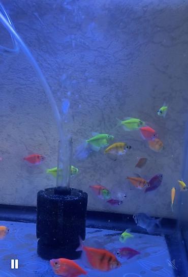akvarium balıq novləri: Glofish, Sülhsevər, Ünvandan götürmə, Pulsuz çatdırılma, Ödənişli çatdırılma — 4