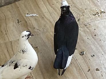 pavlin goyercin: Satılır: 2 ədəd göyərçin Qarabaş ve ağbaş kekilli Qarabaşın — 1