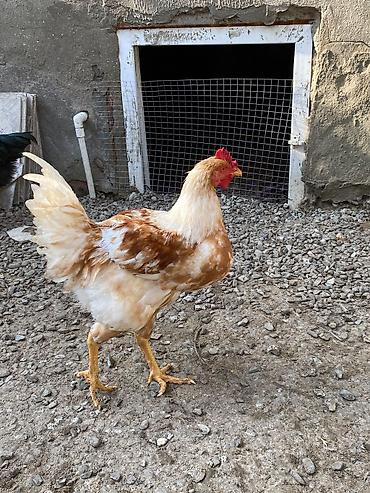 quba heyvan satisi: Təmiz qan Lohman Braun 1.500 cekide 5 aylıq sağlam heyvanlardır Bakı — 4