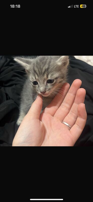 отдам даром щенят: Кошка даром: Беспородная, 1 месяц, Девочка, Приучена к лотку