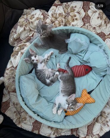 Pişiklər: Dişi, Yaxşı əllərə — 8