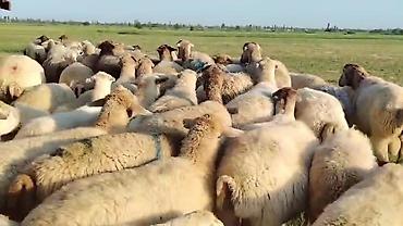 toyuq ucuz qiymete: Dişi, il: 1, Damazlıq, Pulsuz çatdırılma — 7