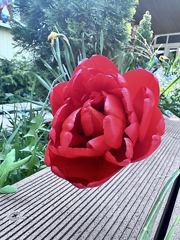 Продажа дач: СРОЧНО ‼️ Продается Круглогодичная дача !!!! Таш Дебе . Красная — 19