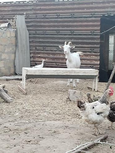 ördək balası və cücə: Cins keçiler iki dişi bir erkek bir yerde satilir tek tek satilmir ağ — 3