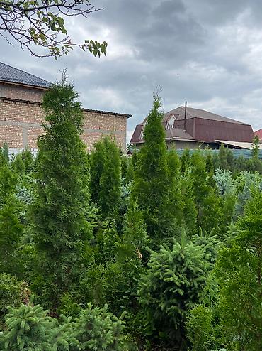 Туя: Продаем ели, туи, сосны и все виды хвойных растений! 🌲✨ Мы выращиваем — 10