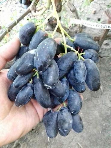 Виноград: Продаются саженцы. Сорт супер вкусного и большого винограда. Ризомат — 15