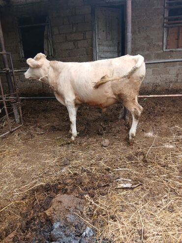 Inəklər, öküzlər: Dişi, il: 3, 3 kq, Damazlıq, Ünvandan götürmə — 12